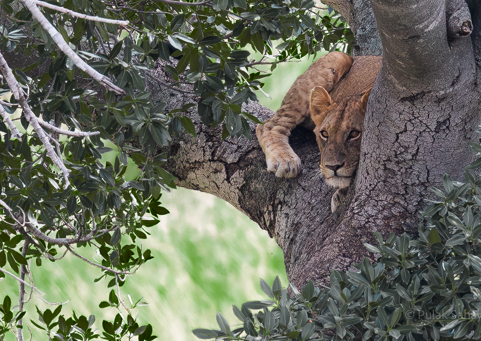 Lioness alert on tree
